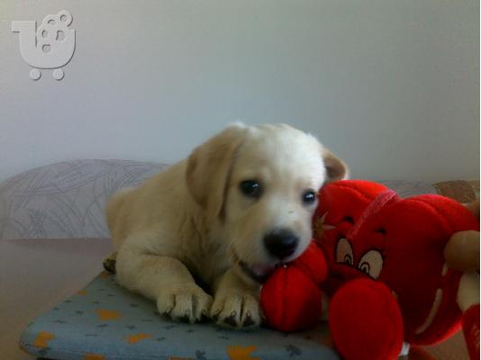 Kαλή τιμή!!!.Πουλάω όμορφα κουτάβια ράτσα LABRADOR RETRIEVER- Λαμπραντορ Ριτριβερ – 250 eu...